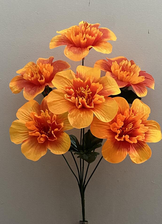 Гербера с серединкой нова