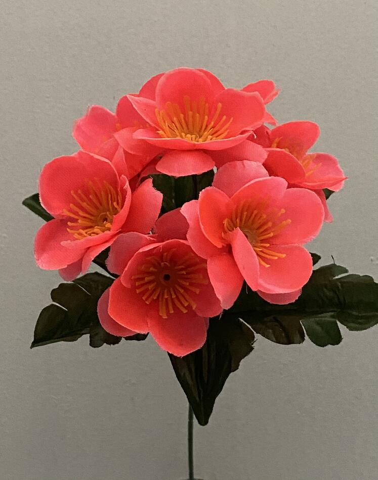 Сакура атласная зал-ка