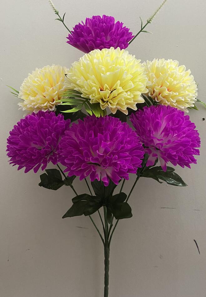 Хризантема Двухцветная новая