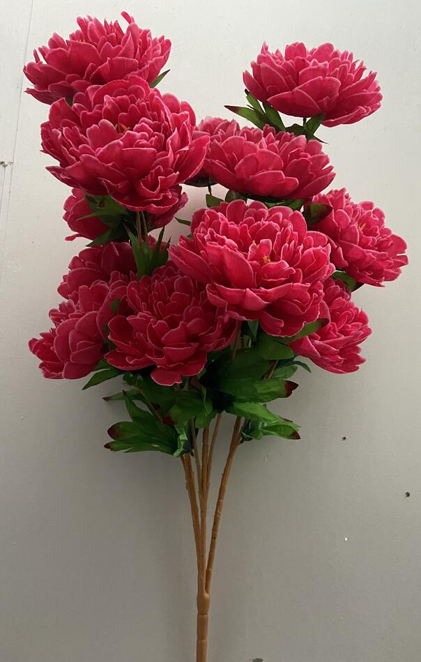 Пион дерево новое