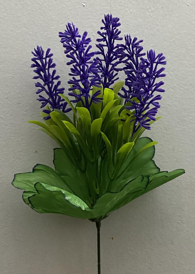 Лаванда нова g