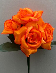 Роза острая зал-ка новая