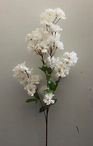 Сакура с листом