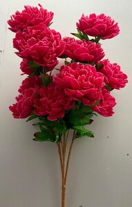 Пион дерево новое