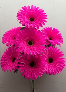 Ромашка гигант