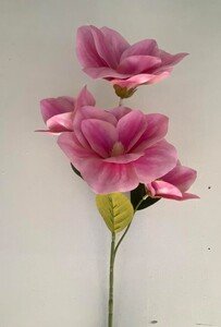 Магнолия латексная